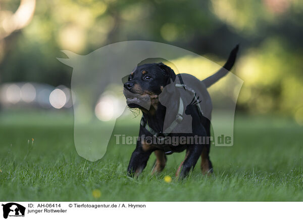 junger Rottweiler / AH-06414