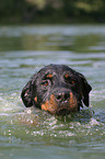 schwimmender Rottweiler