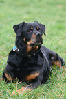 Rottweiler