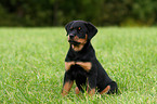 junger Rottweiler