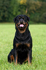 Rottweiler Rde