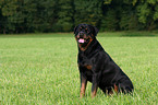 Rottweiler Rde