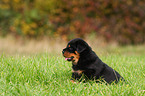 Rottweiler Welpe