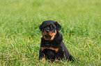 Rottweiler Welpe