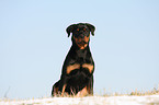 Rottweiler im Winter