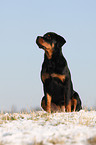 Rottweiler im Winter