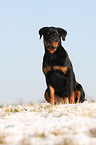 Rottweiler im Winter