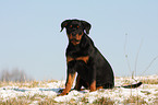 Rottweiler im Winter