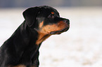 Rottweiler im Winter