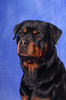 Rottweiler Portrait