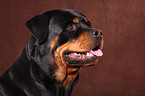 Rottweiler Portrait