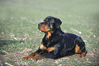 Rottweiler