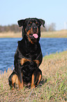 sitzender Rottweiler