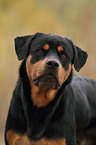 Rottweiler Portrait