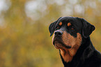 Rottweiler Portrait