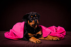 Rottweiler Welpe