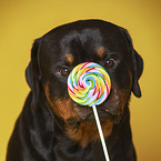 Rottweiler mit Lolli