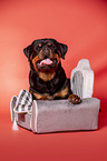 liegender Rottweiler