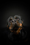 Rottweiler Portrait