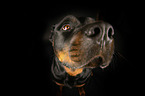 Rottweiler Portrait