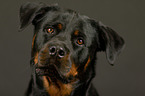 Rottweiler Portrait