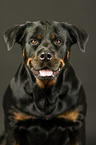 Rottweiler Portrait