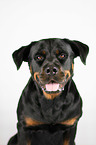 Rottweiler Portrait