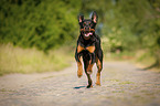 rennender Rottweiler