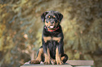 sitzender Rottweiler Welpe