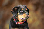 Rottweiler Welpe Portrait