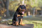 sitzender Rottweiler Welpe