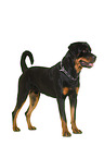 Rottweiler vor weiem Hintergrund