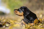 junger Rottweiler