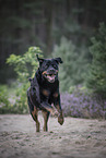 Rottweiler