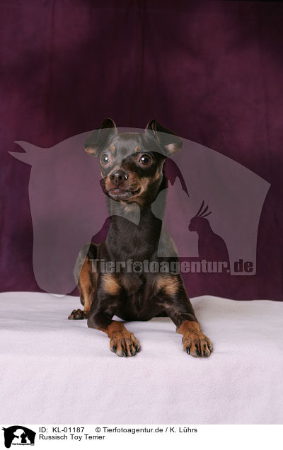 Russisch Toy Terrier / KL-01187