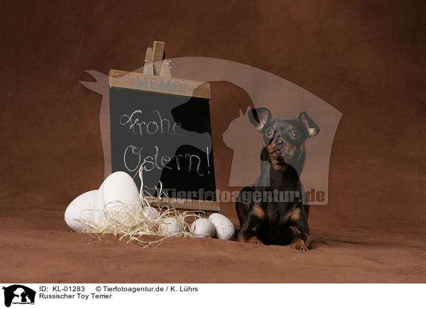 Russischer Toy Terrier / KL-01283