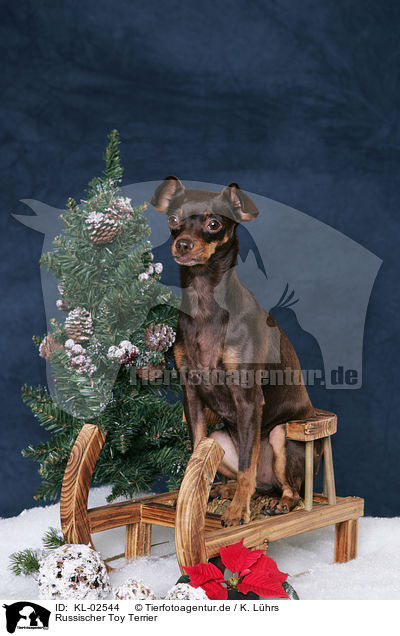 Russischer Toy Terrier / Russian Toy Terrier / KL-02544
