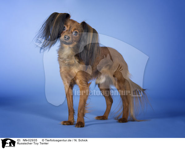 Russischer Toy Terrier / NN-02935