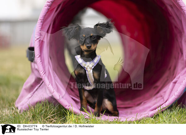 Russischer Toy Terrier / Russian Toy Terrier / DH-03774