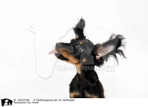 Russischer Toy Terrier / DH-03782