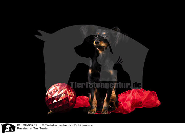 Russischer Toy Terrier / Russian Toy Terrier / DH-03789