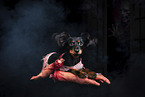 Russischer Toy Terrier