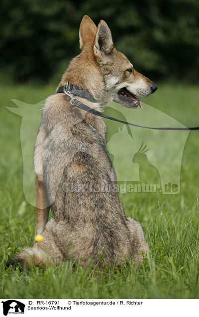 Saarloos-Wolfhund / Saarloos-Wolfhond / RR-16791