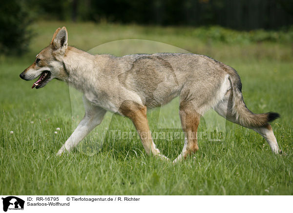 Saarloos-Wolfhund / RR-16795