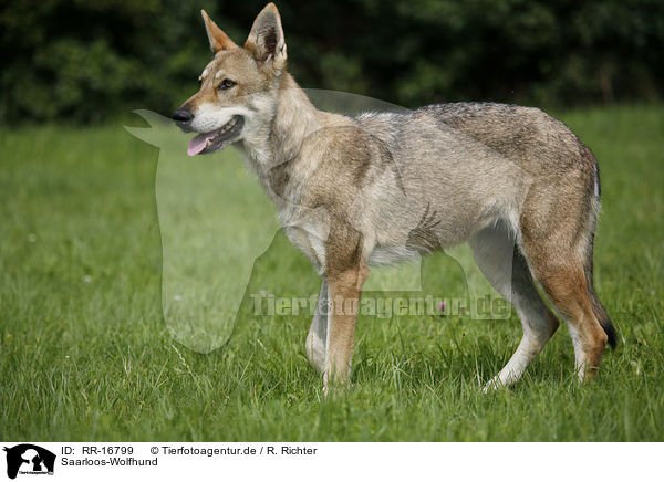 Saarloos-Wolfhund / Saarloos-Wolfhond / RR-16799