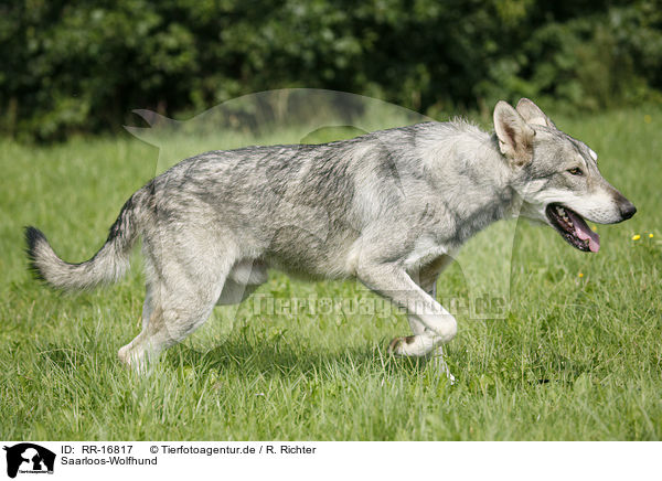 Saarloos-Wolfhund / RR-16817