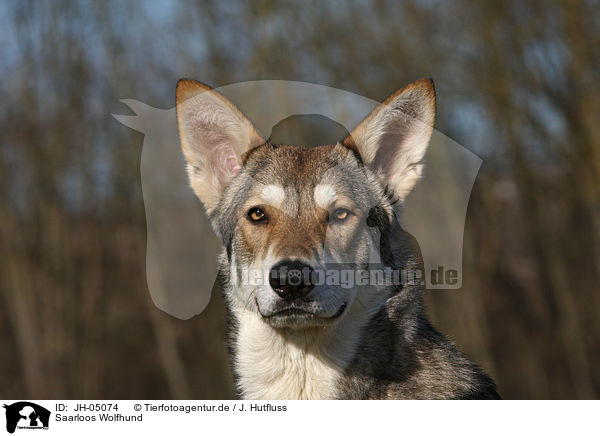 Saarloos Wolfhund / JH-05074