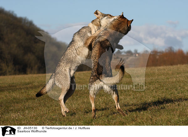 Saarloos Wolfhunde / JH-05130