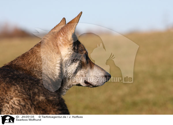 Saarloos Wolfhund / Saarloos Wolfhound / JH-05135