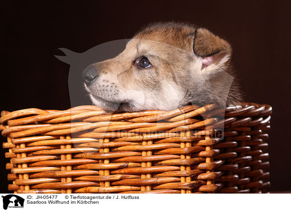 Saarloos Wolfhund im Krbchen / Saarloos wolfdog in basket / JH-05477